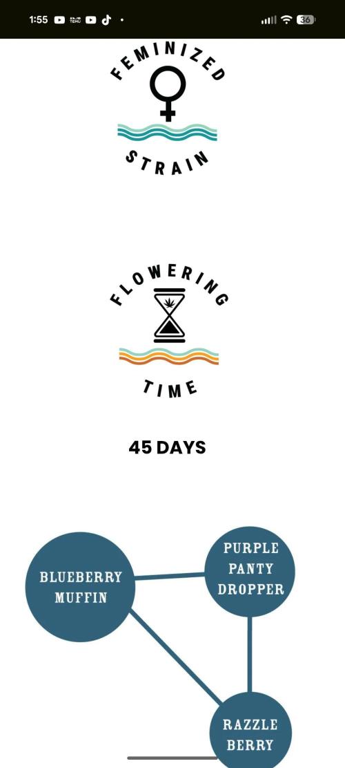 Blueberry Muffin . Week 0