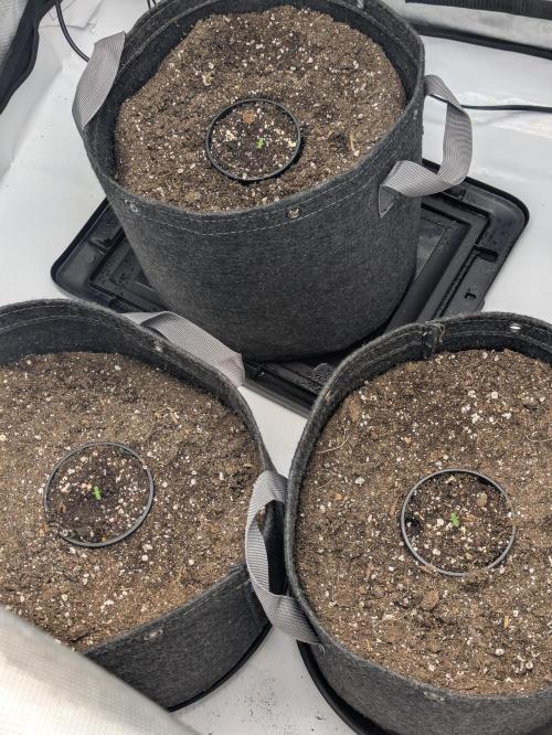 Blueberry Muffin . Week 0