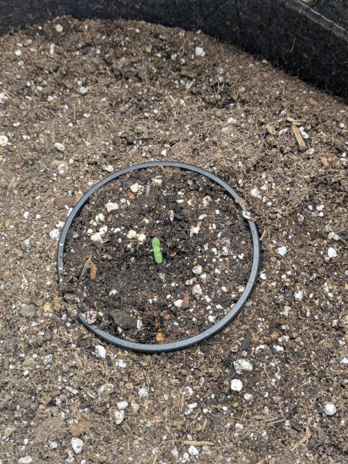 Blueberry Muffin . Week 0 - Next day roughly 48 hours after being in soil