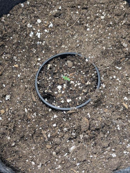 Blueberry Muffin . Week 0