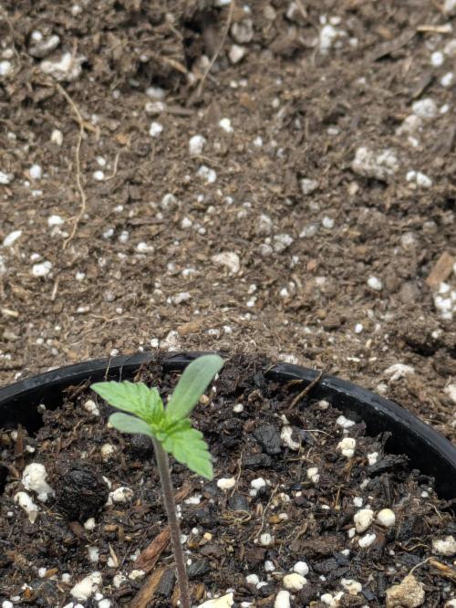 Blueberry Muffin . Week 1