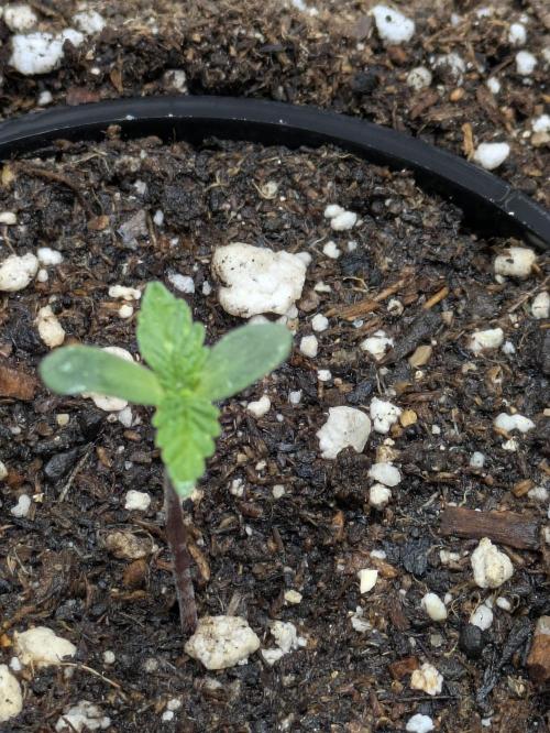 Blueberry Muffin . Week 1