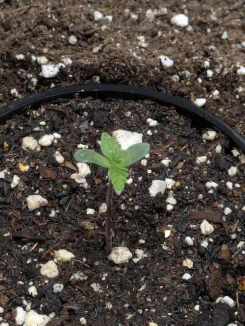 Blueberry Muffin . Week 1