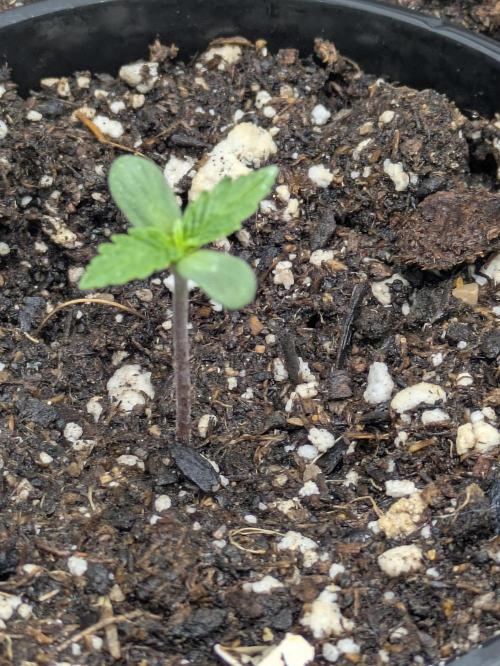 Blueberry Muffin . Week 1