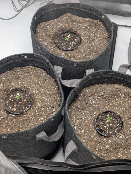 Blueberry Muffin . Week 1