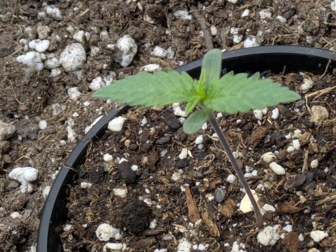 Blueberry Muffin . Week 1