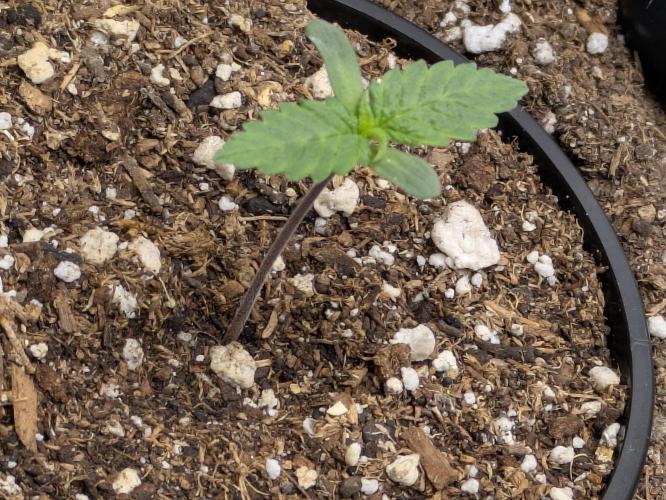 Blueberry Muffin . Week 1