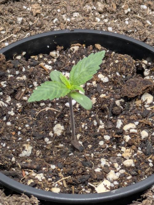 Blueberry Muffin . Week 1