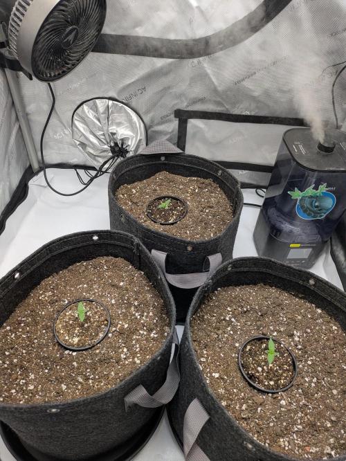 Blueberry Muffin . Week 1