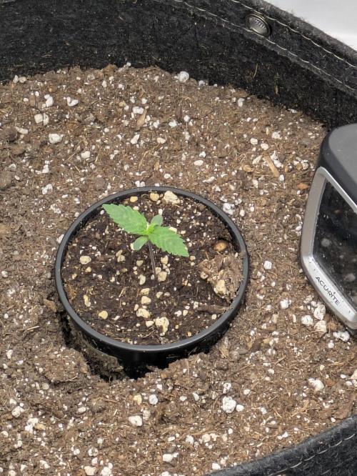 Blueberry Muffin . Week 1