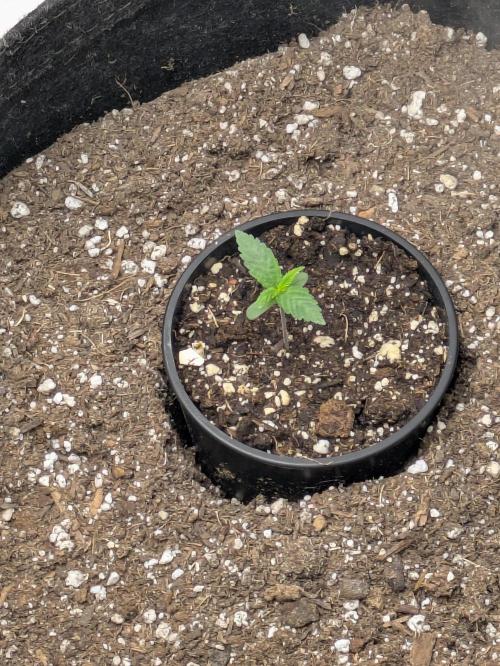 Blueberry Muffin . Week 1