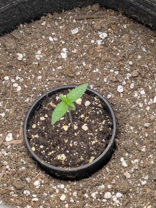 Blueberry Muffin . Week 1