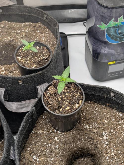 Blueberry Muffin . Week 2