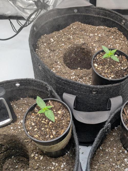 Blueberry Muffin . Week 2