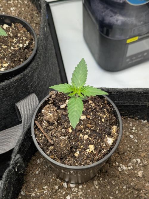 Blueberry Muffin . Week 2