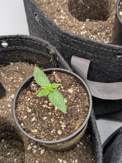 Blueberry Muffin . Week 2