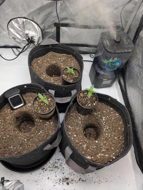 Blueberry Muffin . Week 2