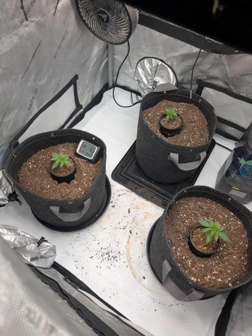 Blueberry Muffin . Week 2