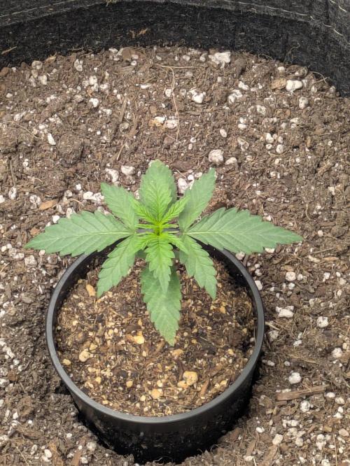 Blueberry Muffin . Week 2