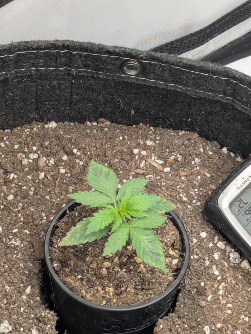 Blueberry Muffin . Week 2