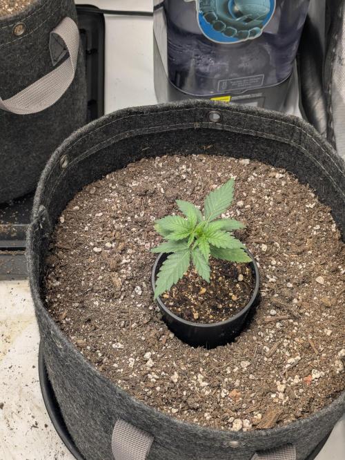 Blueberry Muffin . Week 2