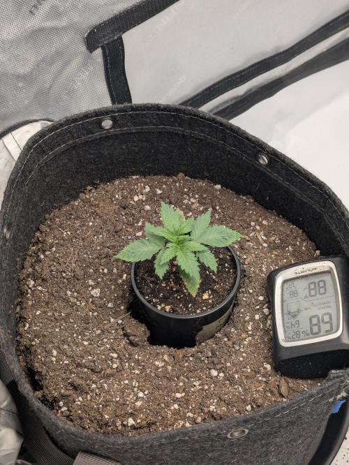 Blueberry Muffin . Week 2
