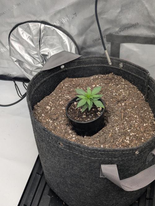 Blueberry Muffin . Week 2
