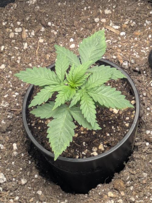 Blueberry Muffin . Week 2 - Day 18