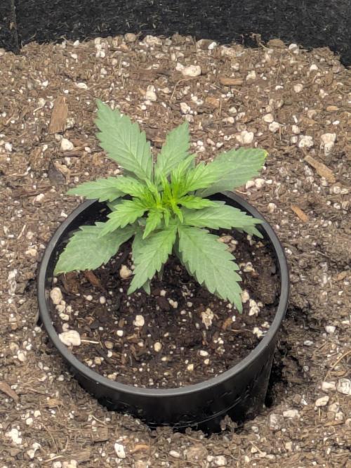 Blueberry Muffin . Week 2 - Day 18 