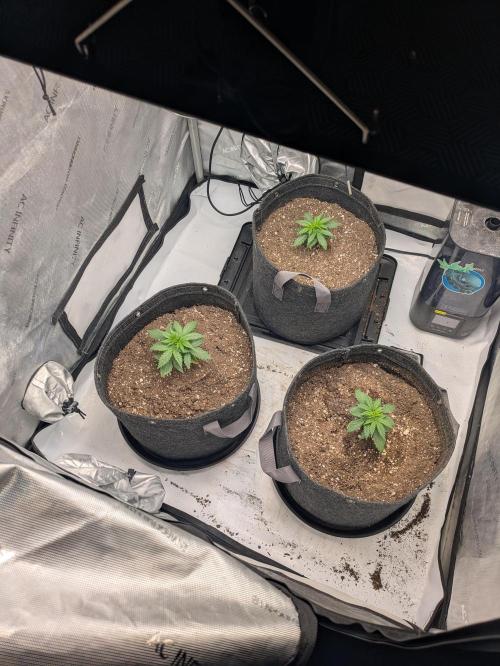 Blueberry Muffin . Week 3