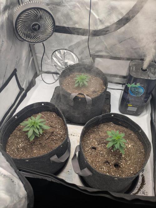 Blueberry Muffin . Week 3