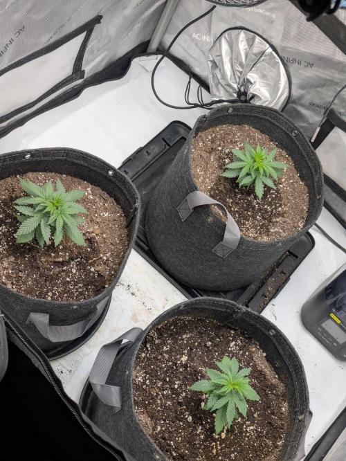 Blueberry Muffin . Week 3