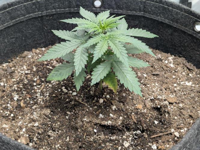 Blueberry Muffin . Week 3