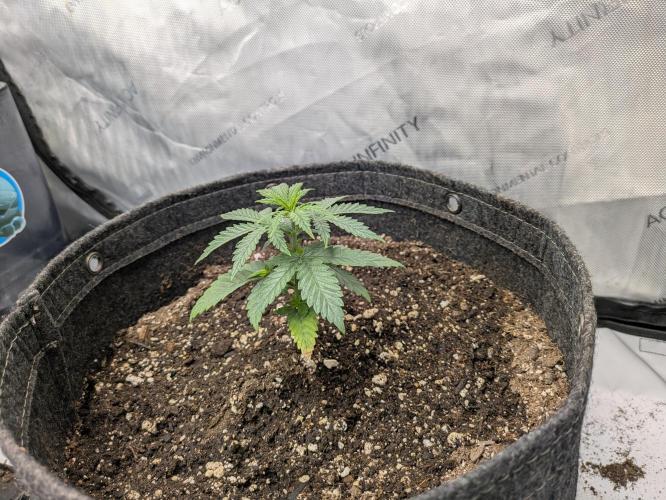 Blueberry Muffin . Week 3