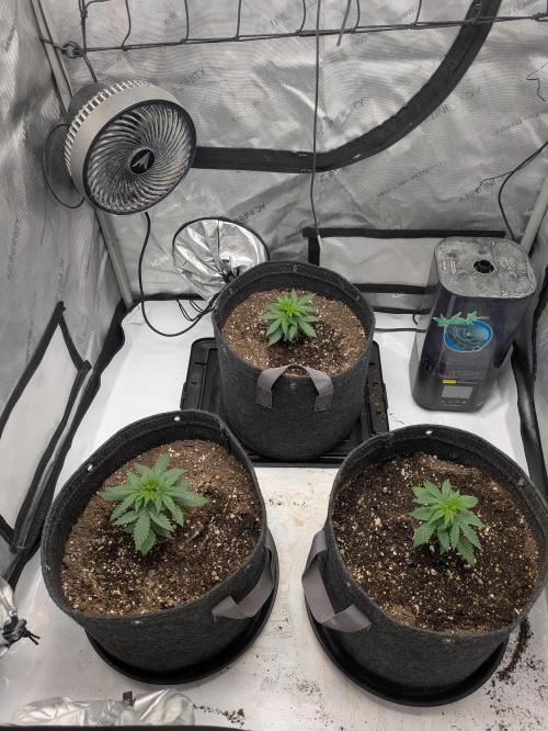 Blueberry Muffin . Week 3