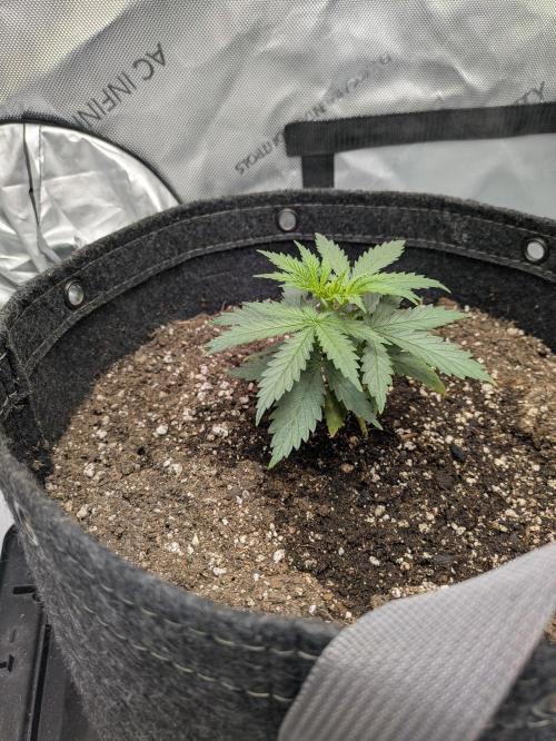 Blueberry Muffin . Week 3