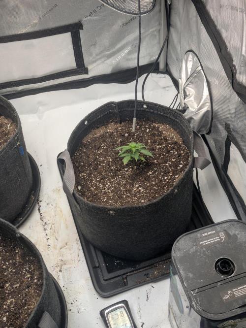 Blueberry Muffin . Week 3
