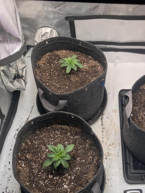 Blueberry Muffin . Week 3