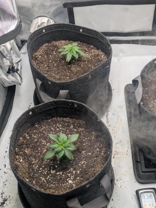 Blueberry Muffin . Week 3