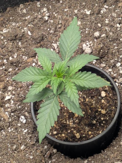 Blueberry Muffin . Week 3