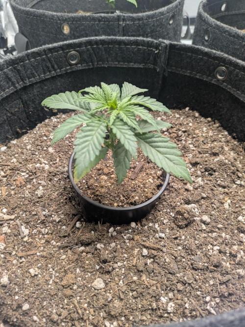 Blueberry Muffin . Week 3