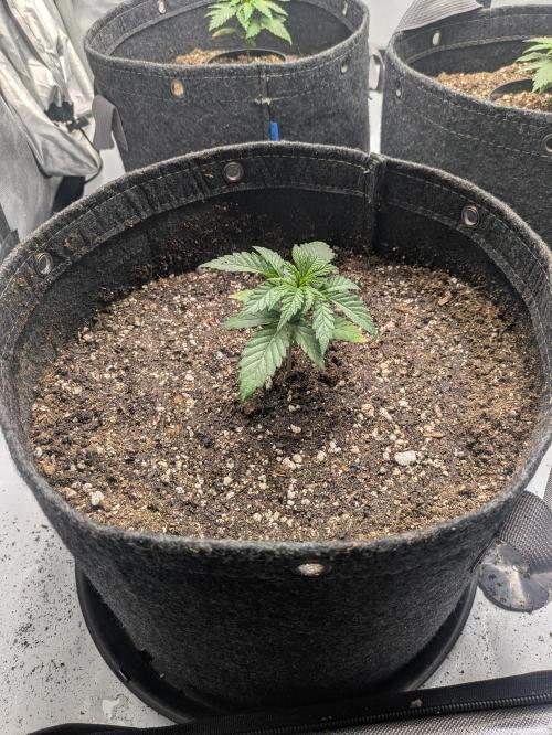 Blueberry Muffin . Week 3