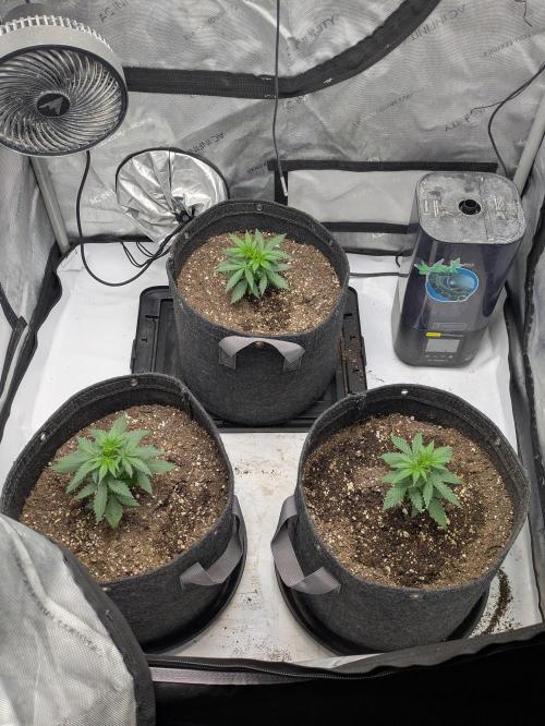 Blueberry Muffin . Week 4 - I'm seeing 3 phenos here based on node space and leaf structure.