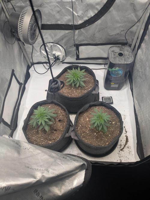 Blueberry Muffin . Week 4