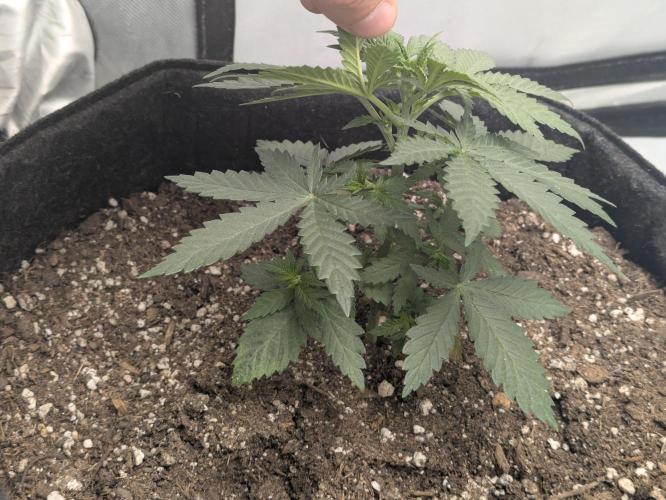 Blueberry Muffin . Week 4