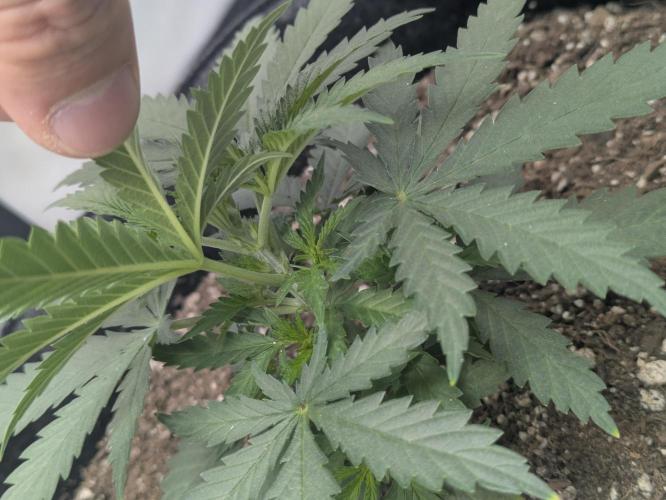 Blueberry Muffin . Week 4