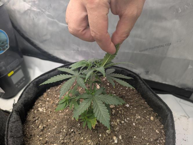 Blueberry Muffin . Week 4