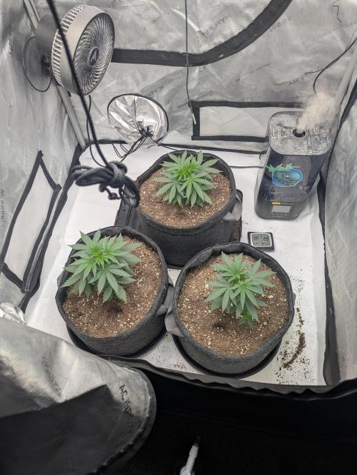 Blueberry Muffin . Week 4