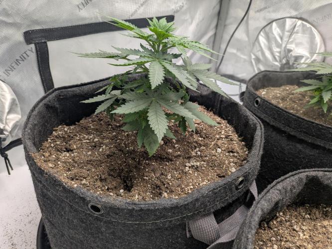 Blueberry Muffin . Week 4