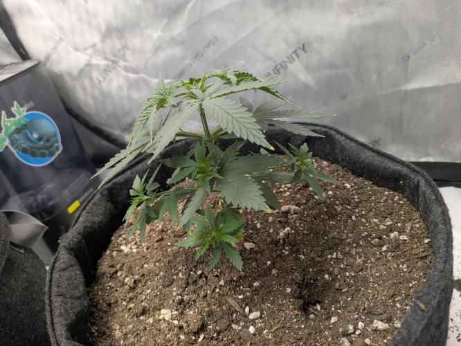 Blueberry Muffin . Week 4 - This strecher had to get an early topping with longer node spacing 